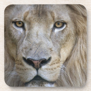 Adult male lion at the Sacramento Zoo, CA Coaster