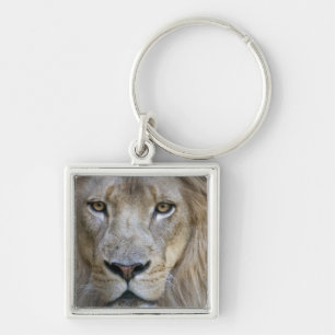 Adult male lion at the Sacramento Zoo, CA Key Ring