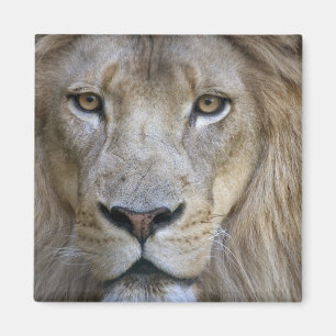 Adult male lion at the Sacramento Zoo, CA Magnet
