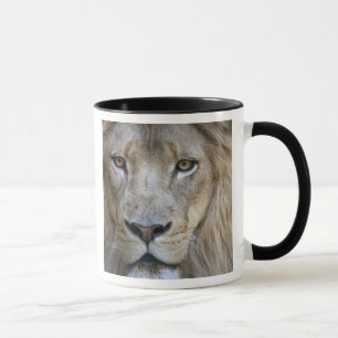 Adult male lion at the Sacramento Zoo, CA Mug