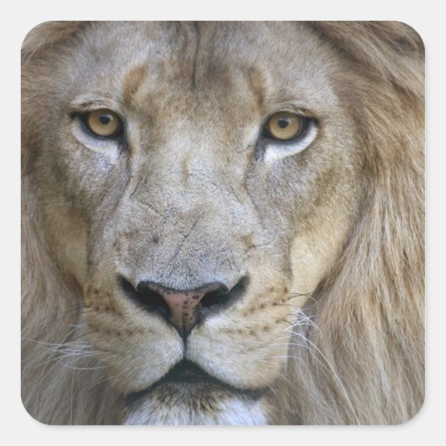 Adult male lion at the Sacramento Zoo, CA Square Sticker (Front)