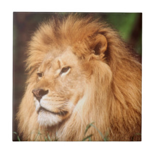 Adult male Lion Ceramic Tile