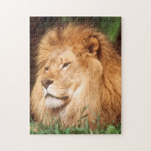 Adult male Lion Jigsaw Puzzle