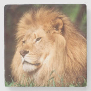 Adult male Lion Stone Coaster