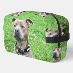 Adult Male Staffordshire Bull Terrier Sitting, Dopp Kit