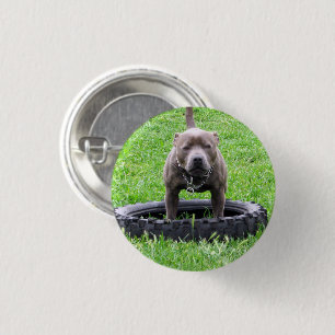 Adult Male Staffordshire Terrier Ready To Play, 3 Cm Round Badge