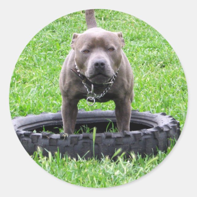 Adult Male Staffordshire Terrier Ready To Play, Classic Round Sticker (Front)