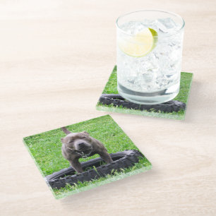 Adult Male Staffordshire Terrier Ready To Play, Glass Coaster