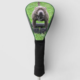 Adult Male Staffordshire Terrier Ready To Play, Golf Head Cover