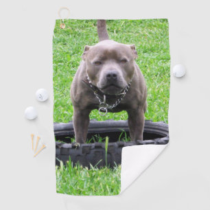Adult Male Staffordshire Terrier Ready To Play, Golf Towel