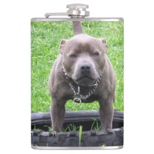Adult Male Staffordshire Terrier Ready To Play, Hip Flask