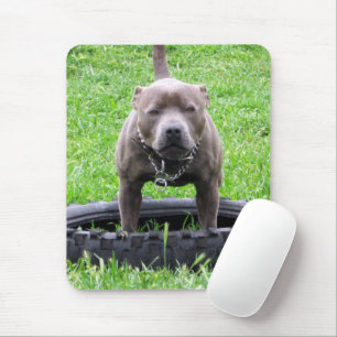 Adult Male Staffordshire Terrier Ready To Play, Mouse Pad