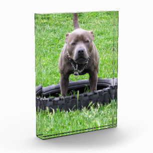 Adult Male Staffordshire Terrier Ready To Play, Photo Block