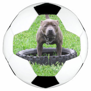 Adult Male Staffordshire Terrier Ready To Play, Soccer Ball