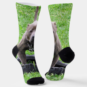 Adult Male Staffordshire Terrier Ready To Play, Socks