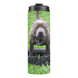 Adult Male Staffordshire Terrier Ready To Play, Thermal Tumbler
