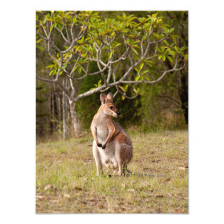 Adult Male Wallaby Australia Photo Print