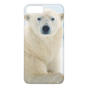 Adult polar bear large boar on the summer ice iPhone 8 plus/7 plus case