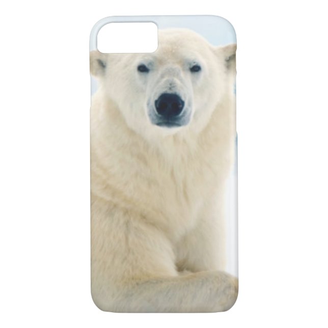 Adult polar bear large boar on the summer ice Case-Mate iPhone case (Back)