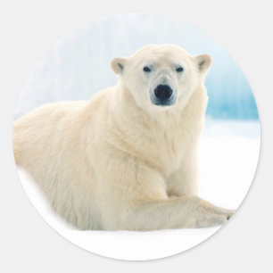 Adult polar bear large boar on the summer ice classic round sticker