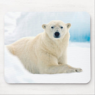 Adult polar bear large boar on the summer ice mouse pad