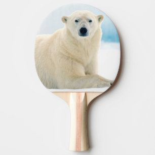 Adult polar bear large boar on the summer ice ping pong paddle