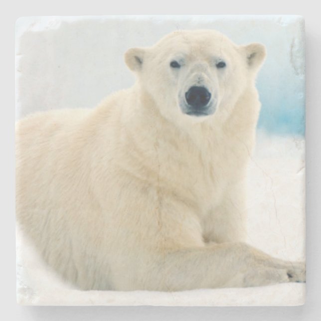 Adult polar bear large boar on the summer ice stone coaster (Front)