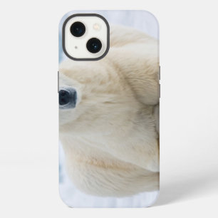 Adult polar bear on the summer pack ice iPhone case