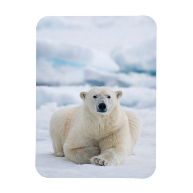 Adult polar bear on the summer pack ice magnet (Vertical)