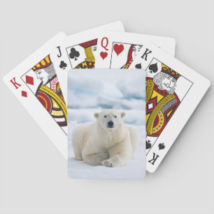 Adult polar bear on the summer pack ice playing cards