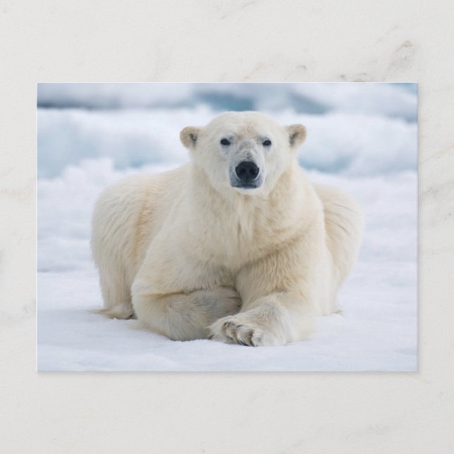 Adult polar bear on the summer pack ice postcard (Front)