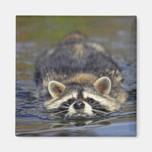 Adult Racoon, Procyon lotorOrder : Magnet