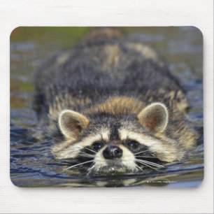 Adult Racoon, Procyon lotorOrder : Mouse Pad