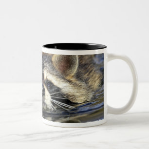 Adult Racoon, Procyon lotorOrder : Two-Tone Coffee Mug