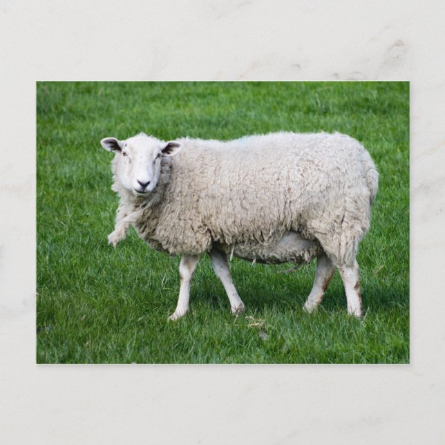 Adult Sheep Postcard (Front)