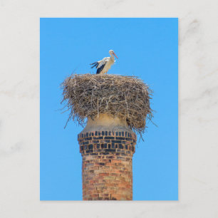 Adult stork in nest on chimney.JPG Postcard