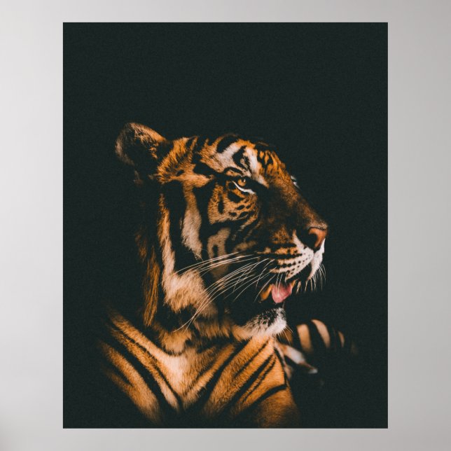 ADULT TIGER PRONE LYING INSIDE DIM LIGHTED ROOM POSTER (Front)
