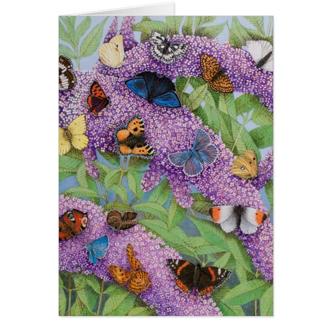 Adventuring 2011 (Front)