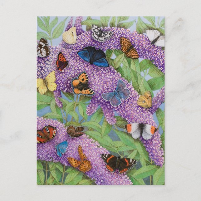 Adventuring 2011 postcard (Front)