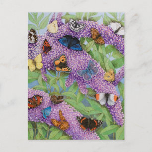 Adventuring 2011 postcard