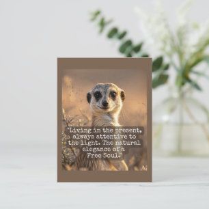 Adventurous Meerkat Living Postcard