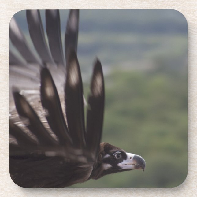 Aegypius monachus coaster (Front)