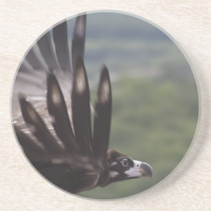 Aegypius monachus coaster