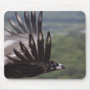 Aegypius monachus mouse pad