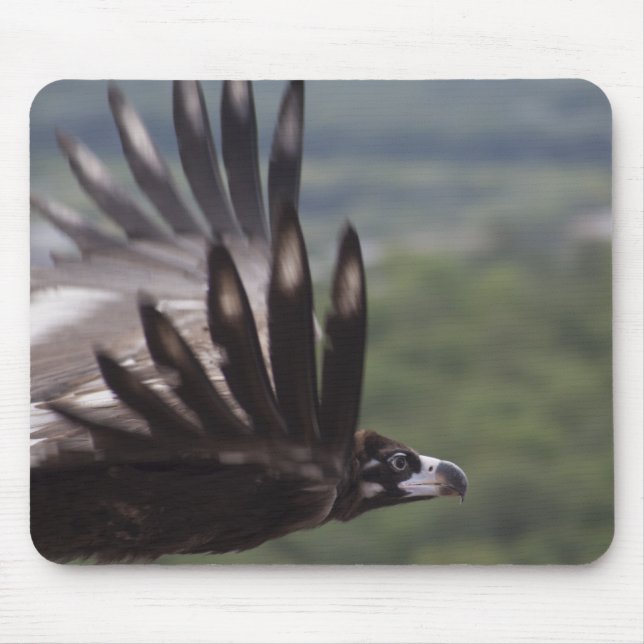Aegypius monachus mouse pad (Front)
