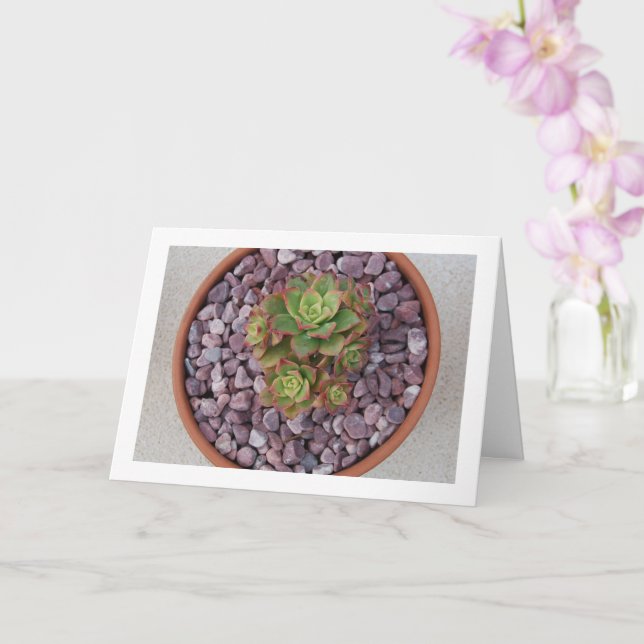 Aeonium Haworthii,  Haworth's Succulent Plant Card (Orchid)