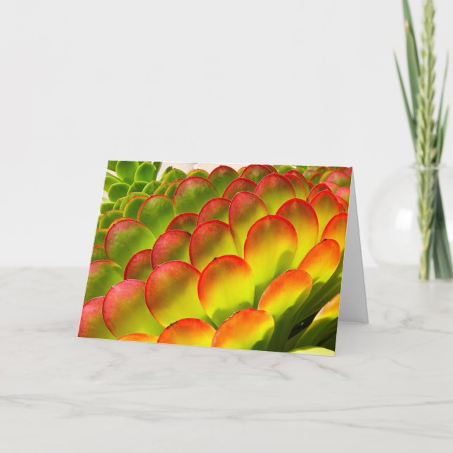 Aeonium note card by Debra Lee Baldwin (Front)