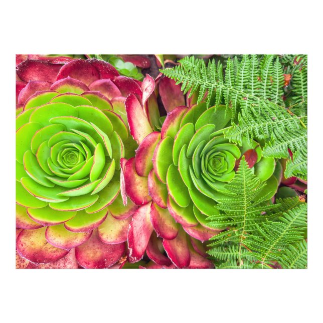 Aeonium Photo Print (Front)