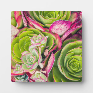 Aeonium  plaque