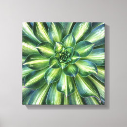 Aeonium 'Starburst' canvas print